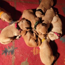 Golden Retriever Puppies from JK Goldens