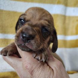 Boy 3 - Red male Dachshund puppy in Clayton, Indiana from Love Struck Miniature Dachshunds