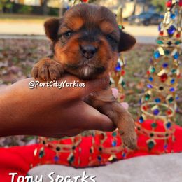 Yorkshire Terrier Puppies from Port City Yorkies LLC