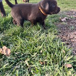 Labrador Retriever Puppies from Burks Retrievers