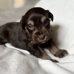 Kezia - Liver female Miniature Schnauzer puppy in La Mirada, California from SchnauzersRus