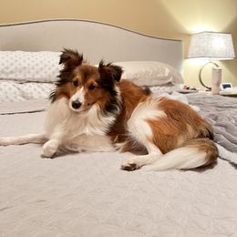 Shetland Sheepdog All Grown Up from Huckleberry Farms Shelties