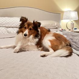 Shetland Sheepdog All Grown Up from Huckleberry Farms Shelties