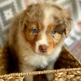 Lily - Red merle female Australian Shepherd puppy in Clover, South Carolina from Jo’s Aussies