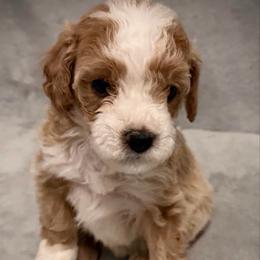 Prancer - Red female Cavapoo puppy in Bradenton, Florida from Christianna’s Mini Goldendoodles
