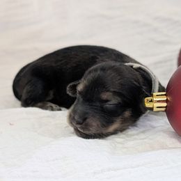 WENCESLAS - Cream male Dachshund puppy in Moscow, Idaho from Bailiwick of Gurnsey