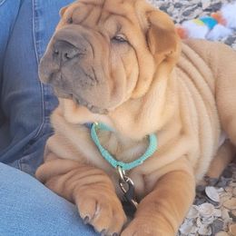 Chinese Shar-Pei Puppies from Sunspire Shar-Pei