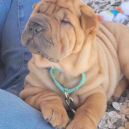 Chinese Shar-Pei Puppies from Sunspire Shar-Pei