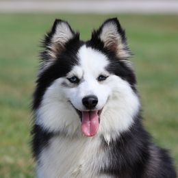 Ember - Pomsky