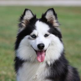 Ember - Pomsky