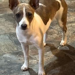 Stormy - Rat Terrier