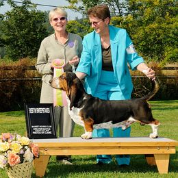 Basset Hounds from Bramble Basset Hounds