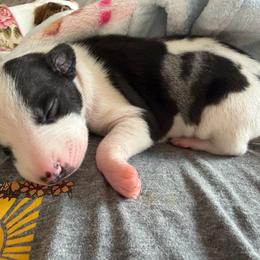 Profit - Blue brindle male Whippet puppy in Canton, Georgia from Ahava Kennels