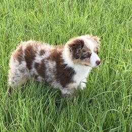 Australian Shepherd and Miniature Australian Shepherd Puppies from L Bar W Aussie Ranch