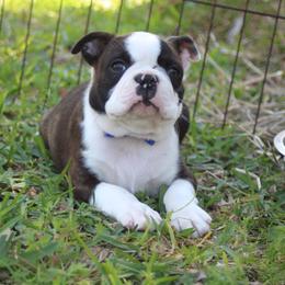 NEW PHOTOS Moser - Brindle and white male Boston Terrier puppy in Brooksville, Florida from Delamorés Pups