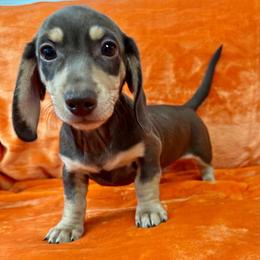 Hot Minute - Chocolate and cream male Dachshund puppy in Memphis, Tennessee from River City Doxies