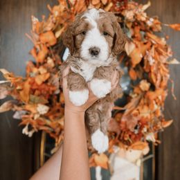 Orange Boy - Red  male Goldendoodle puppy in Beecher, Illinois from Cherry Lane Doodles