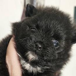Pomeranians from Tracy Rush