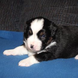 Blizzard - Black tri male Miniature American Shepherd puppy in Hillsdale, Michigan from Faithwalk Aussies and Mini American Shepherds