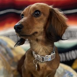 Reba - Dachshund