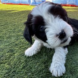 Aussiedoodle Puppies from Penny’s Pals