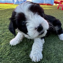 Aussiedoodle Puppies from Penny’s Pals