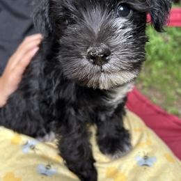 Miniature Schnauzer Puppies from Miniature Schnauzers of Delmarva