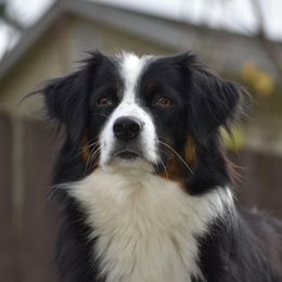 Lulu - Miniature American Shepherd