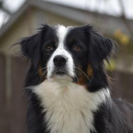 Lulu - Miniature American Shepherd