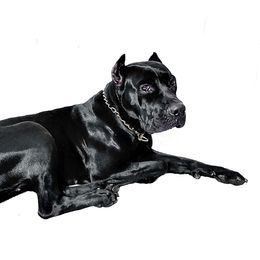 Diamond - Cane Corso