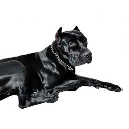 Diamond - Cane Corso