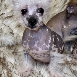 Spotted boy - Black and white male Chinese Crested puppy in Capac, Michigan from Puddles Palace Puppies