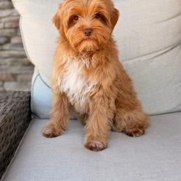 Marina - Caramel female Australian Labradoodle puppy in Nashville, Tennessee from SF Australian Labradoodles