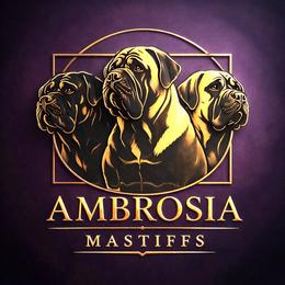 Boy 5 - male Bullmastiff puppy in Elyria, Ohio from Ambrosia Mastiffs