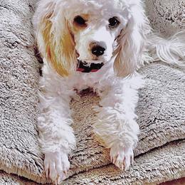 Peanut - Poodle