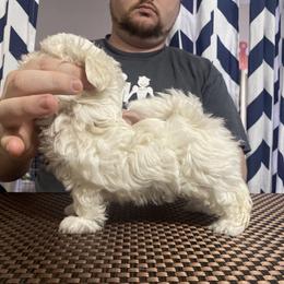 Maltese Puppies from Regal Maltese