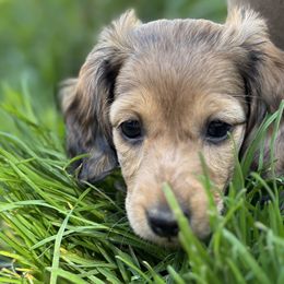 Dachshunds from MC Mini Doxies