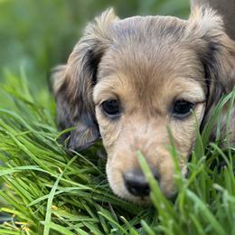 Dachshunds from MC Mini Doxies
