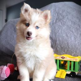 Zoey - Merle female Pomsky puppy in Zearing, Iowa from Short Creek Pomskies of Iowa