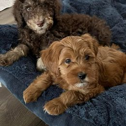 Goldendoodle, Labradoodle, and Poodle Puppies from Cuddles and Curls - NC Doodles