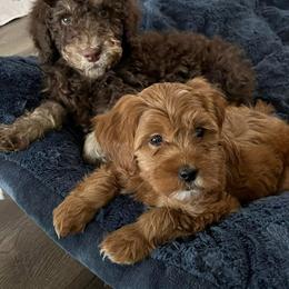 Goldendoodle, Labradoodle, and Poodle Puppies from Cuddles and Curls - NC Doodles