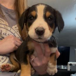 Purple Girl - Black, white and red female Greater Swiss Mountain Dog puppy in Lower Burrell, Pennsylvania from Polyanna’s GSMD