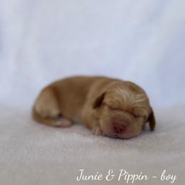 Wave - Caramel male Australian Labradoodle puppy in Belding, Michigan from Rutu Australian Labradoodles