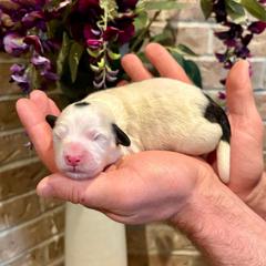 Maverick - Parti male Pyredoodle puppy in Bowling Green, Ohio from FDF Pyredoodles & Bernedoodles
