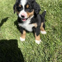Bernese Mountain Dog Puppies from Purple Sage Puppies Bernese Mountain Dogs