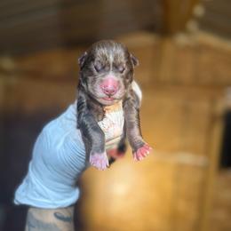Girl 1 - Red and white female Siberian Husky puppy in Uhland, Texas from Siberian Huskies