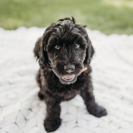 Neil - Black male Labradoodle puppy in Orange, Virginia from Hillcrest Labradoodles
