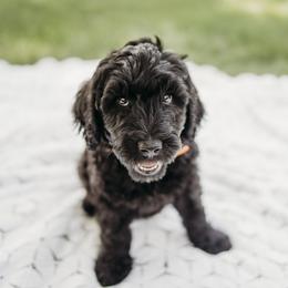 Neil - Black male Labradoodle puppy in Orange, Virginia from Hillcrest Labradoodles