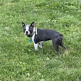 Toby - Boston Terrier