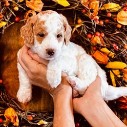 Hickory - Apricot male Aussiedoodle puppy in Orange Cove, California from Sand Creek Ranch Aussiedoodles